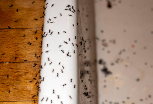 Reliable Fairfax, OK Pest Control Solutions