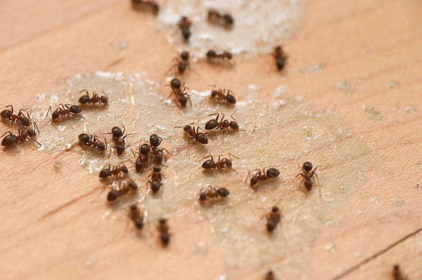 Best Wasp Removal Services  in Fairfax, OK