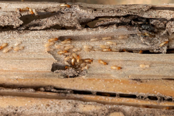 Best Wildlife Control Services  in Fairfax, OK